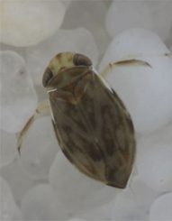 Micronecta scholtzi (Jérôme Sueur, PloS ONE)