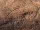 13.000 Jahre alte Schnitzerei auf dem fossilen Tierknochen (Chip Clark)