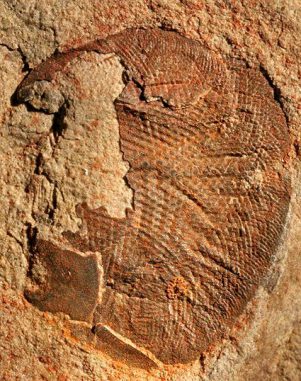 Fossil des über 500 Millionen Jahre alten Komplexauges (John Paterson / University of New England)