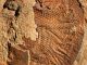 Fossil des über 500 Millionen Jahre alten Komplexauges (John Paterson / University of New England)