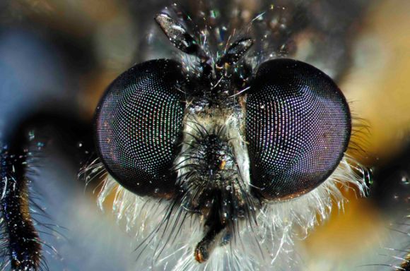 Das Facettenauge eines lebenden Insekts - einer Raubfliege (Peter Hudson / South Australian Museum)