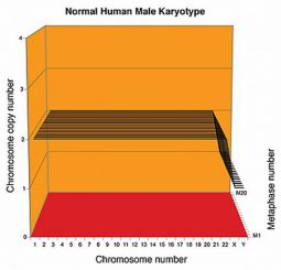 Normaler Karyotyp eines Mannes (P. Duesberg / Univ. Berkeley)