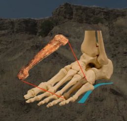 Der fossile Fußknochen und seine Position im Fuß. ( Carol Ward and Kimberly Congdon)