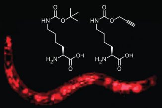 Dieser 1 mm lange Wurm bildet ein rotes Fluoreszenzprotein aus, was die Einbettung von Tert-Butoxykarbonyl-Lysin (links) oder Alkinyl-Lysin (rechts) bedeutet. (J. Am. Chem. Soc. 2011)