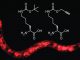 Dieser 1 mm lange Wurm bildet ein rotes Fluoreszenzprotein aus, was die Einbettung von Tert-Butoxykarbonyl-Lysin (links) oder Alkinyl-Lysin (rechts) bedeutet. (J. Am. Chem. Soc. 2011)
