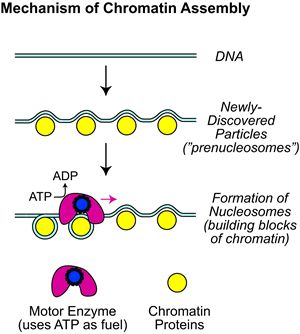 Funktionsweise des "Motor"-Proteins (James Kadonaga, UC San Diego)