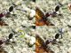 Eine weibliche parasitäre Wespe der Art Kollasmosoma sentum attackiert eine Arbeiterin der Art Cataglyphis ibericus. Alles passiert in 0,05 Sekunden. (José María Gómez Durán)