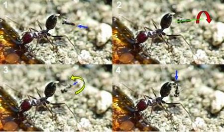 Eine weibliche parasitäre Wespe der Art Kollasmosoma sentum attackiert eine Arbeiterin der Art Cataglyphis ibericus. Alles passiert in 0,05 Sekunden. (José María Gómez Durán) Eine weibliche parasitäre Wespe der Art Kollasmosoma sentum attackiert eine Arbeiterin der Art Cataglyphis ibericus. Alles passiert in 0,05 Sekunden. (José María Gómez Durán)