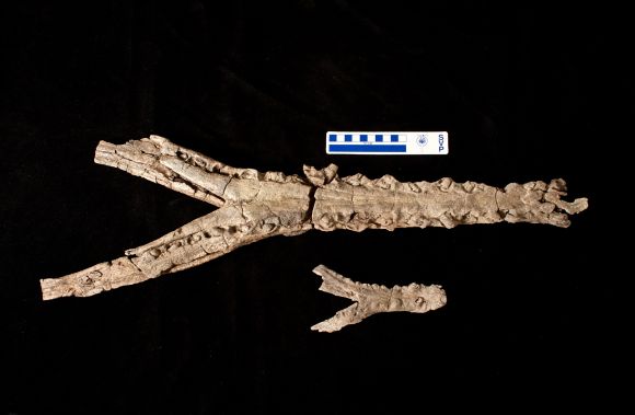 Größenunterschied der Kieferknochen von Acherontisuchus guajiraensis (oben) und Cerrejonisuchus improcerus, dem ersten in der Kohlemine gefundenen Krokodilartigen (Photo by Kristen Grace/ Florida Museum of Natural History)