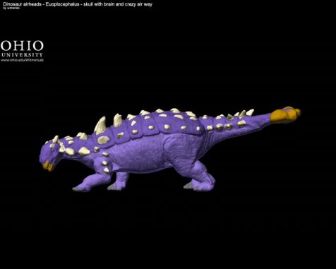Screenshot des ersten Videos - siehe unten (Witmer Lab / Ohio University) Screenshot des ersten Videos - siehe unten (Witmer Lab / Ohio University)