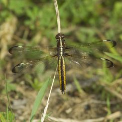 Libellula cyanea (Wikipedia / Flickr / NaturalMary63 / CC BY 2.0)