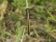 Libellula cyanea (Wikipedia / Flickr / NaturalMary63 / CC BY 2.0)