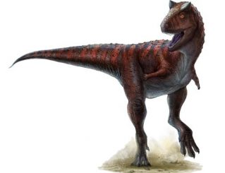 Illustration eines Carnotaurus (Univ. of Alberta)