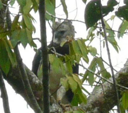 Harpyie in Belize. (Jamie Rotenberg, Copyright 2011, BFREE)