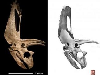 Fossiler Schädel eines Horndinosauriers. (Nicholas Longrich/Yale University