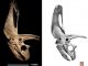Fossiler Schädel eines Horndinosauriers. (Nicholas Longrich/Yale University