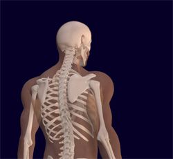 Männlicher Oberkörper mit Skelettaufbau. (Columbia University Medical Center)