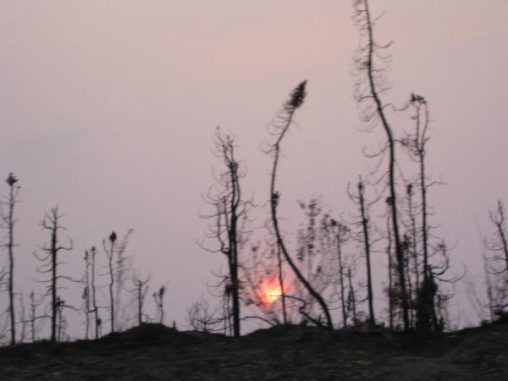 Abgebrannte Bäume. (Michigan Tech)