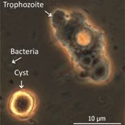 Amöbe und Bakterium. (University of New South Wales)