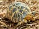 Brian D. Horne/Wildlife Conservation Society