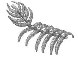 Rekonstruktion des Fossils Diania cactiformis. (Mingguang Chi)