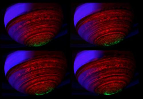 Südpolarlicht auf Saturn (Courtesy of NASA / JPL / ASI / University of Arizona / University of Leicester)