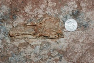 Fossile Überreste der neuen fleischfressenden Theropoden-Spezies Aorun zhaoi. (Clark et al. / George Washington University)