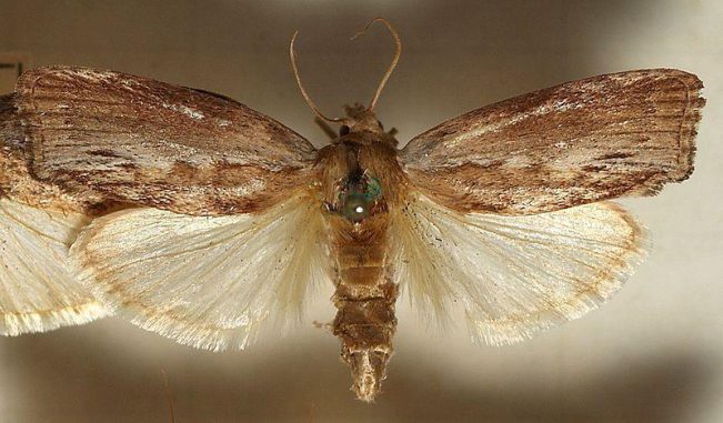 Große Wachsmotte (Galleria mellonella). (Wikipedia / User Sarefo / CC BY-SA 3.0) Große Wachsmotte (Galleria mellonella). (Wikipedia / User Sarefo / CC BY-SA 3.0)