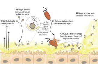 Schematische Darstellung der Bakteriophagen-Adhärenz an Mucus (BAM). Bakteriophagen heften sich an Schleimschichten an und schützen den Wirt vor einfallenden Bakterien. (Courtesy: Jeremy Barr)