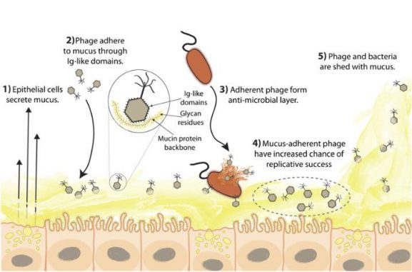 Schematische Darstellung der Bakteriophagen-Adhärenz an Mucus (BAM). Bakteriophagen heften sich an Schleimschichten an und schützen den Wirt vor einfallenden Bakterien. (Courtesy: Jeremy Barr)