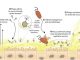Schematische Darstellung der Bakteriophagen-Adhärenz an Mucus (BAM). Bakteriophagen heften sich an Schleimschichten an und schützen den Wirt vor einfallenden Bakterien. (Courtesy: Jeremy Barr)