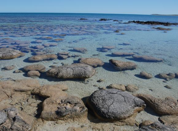 Die hier gezeigten Stromatolith-Formationen befinden sich in der Shark Bay an der Westküste Australiens. Die Cyanobakterien in den Stromatolithen leben nahe der Oberfläche des Gesteins, wo sie Sonnenlicht erhalten, das sie für die Photosynthese brauchen. (Photo by Virginia Edgcomb, Woods Hole Oceanographic Institution)