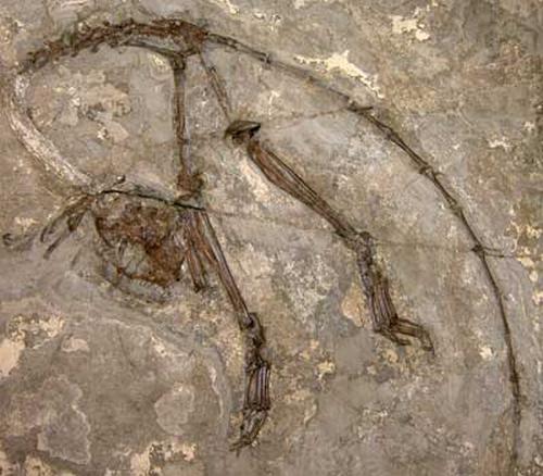 Eine Hälfte des Steins mit dem Fossil des neu entdeckten Primaten. (Photo Credit: Dr. Xijun Ni, Institute of Vertebrate Paleontology and Paleoanthropology, Chinese Academy of Sciences in Beijing (China))