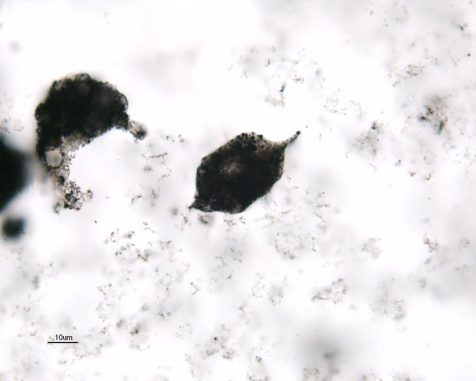 Spindelförmige Mikrostrukturen aus dem Farrel Quartzite in Western Australia. (Christopher H. House)