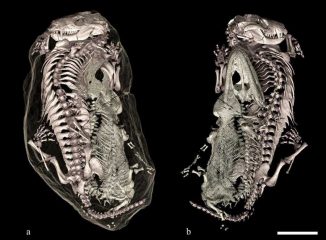 3D-Rekonstruktionen der Fossilien (Front- und Rückansicht). (V. Fernandez / University of Witwatersrand)