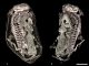 3D-Rekonstruktionen der Fossilien (Front- und Rückansicht). (V. Fernandez / University of Witwatersrand)