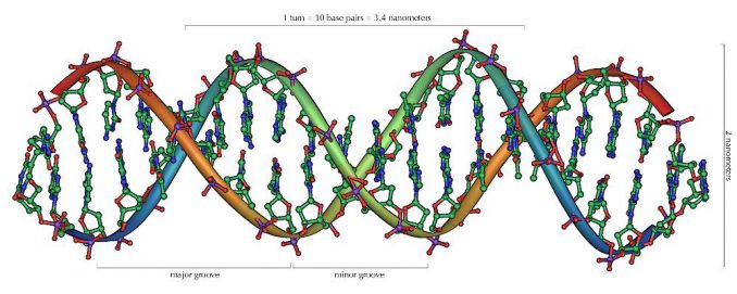 Schematisches Strukturmodell der DNA. (Wikipedia / User: Michael Ströck / CC BY-SA 3.0) Schematisches Strukturmodell der DNA. (Wikipedia / User: Michael Ströck / CC BY-SA 3.0)