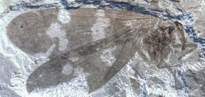 Fossiles Exemplar einer neu entdeckten Insektenfamilie. (Simon Fraser University)