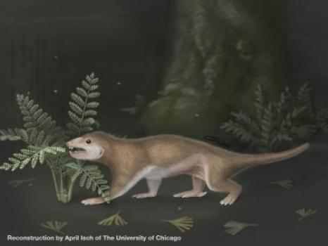 Rekonstruktion des nachtaktiven Megaconus mammaliaformis. Das Tier lebte an den Küsten eines flachen Süßwassersees in der heutigen Inneren Mongolei in China. (Credit: April Isch, Zhe-Xi Luo, University of Chicago) Rekonstruktion des nachtaktiven Megaconus mammaliaformis. Das Tier lebte an den Küsten eines flachen Süßwassersees in der heutigen Inneren Mongolei in China. (Credit: April Isch, Zhe-Xi Luo, University of Chicago)