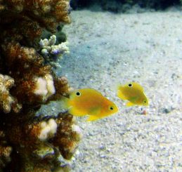 Zwei Ambon-Demoisellen (Pomacentrus amboinensis). Die auffallenden Augenflecken am hinteren Ende der Fische sind klar erkennbar. (ARC Centre of Excellence for Coral Reef Studies)