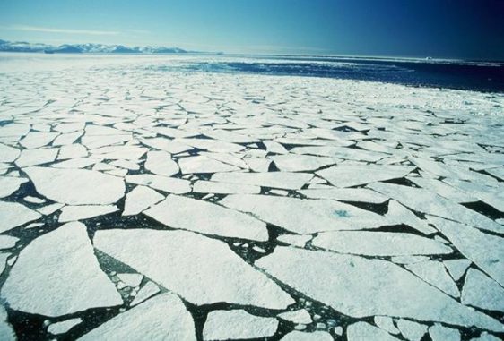 Das arktische Meereis hat weitreichende Auswirkungen auf die Flora und Fauna der Erde. (Photo courtesy of the National Snow and Ice Data Center)