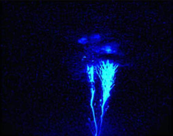 Ein Blauer Jet, ein enger Verwandter des Roten Kobolds. (Stanford University)