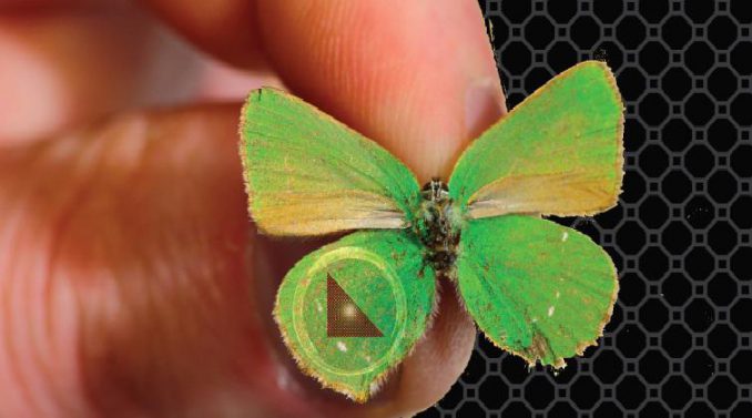 Ein Schmetterling der Art Callophrys rubi. (Swinburne University of Technology)