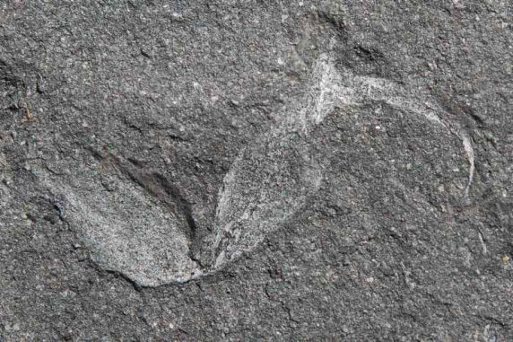Der versteinerte Stachel des Skorpions Gondwanascorpio emzantsiensis. (Image courtesy of University of the Witwatersrand) Der versteinerte Stachel des Skorpions Gondwanascorpio emzantsiensis. (Image courtesy of University of the Witwatersrand)