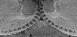 Zahnräder verbinden die Hinterbeine von Käferzikaden der Gattung Issus. (Credit: Burrows / Sutton)