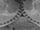 Zahnräder verbinden die Hinterbeine von Käferzikaden der Gattung Issus. (Credit: Burrows / Sutton)