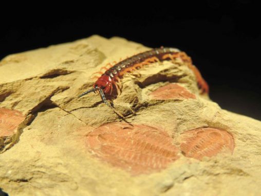 Ein lebender Arthropode (ein Hundertfüßer der Gattung Cormocephalus) krabbelt über seinen 515 Millionen Jahre alten Verwandten (einen Trilobiten der Gattung Estaingia), der während der Kambrischen Explosion lebte. (Michael Lee / University of Adelaide)
