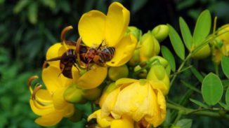 Eine der kleineren Hornissen greift eine Honigbiene auf einer Blüte an. (Ken Tan)