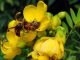 Eine der kleineren Hornissen greift eine Honigbiene auf einer Blüte an. (Ken Tan)