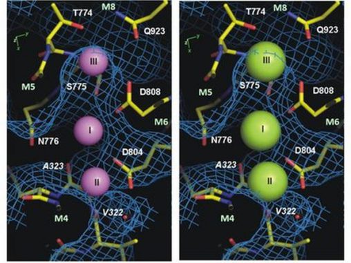 Forscher enth llen den Mechanismus der Natrium Kalium 